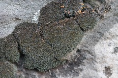 Grimmiaceae