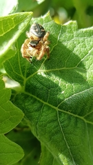 Paraphidippus