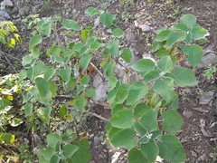 Croton ciliatoglandulifer