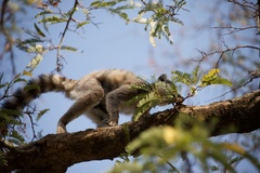 Lemur catta