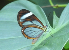 Ithomia patilla