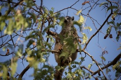 Lemur catta