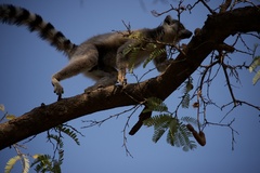 Lemur catta