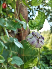 Passiflora ciliata