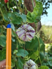 Passiflora ciliata