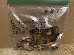 Cortinarius cyanites