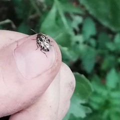 Zygogramma piceicollis