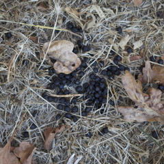 Odocoileus hemionus columbianus