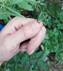 Zygogramma piceicollis