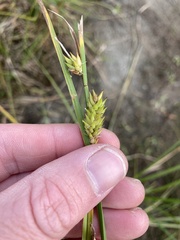 Carex exsiccata