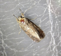 Spodoptera frugiperda