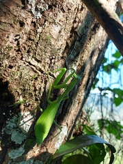Stagmomantis limbata