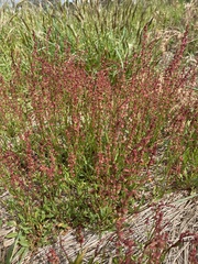 Rumex acetosella