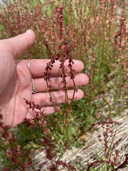 Rumex acetosella