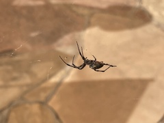 Neoscona oaxacensis