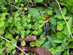 Taeniopoda tamaulipensis