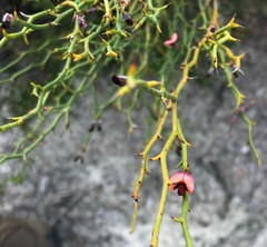 Daviesia brevifolia