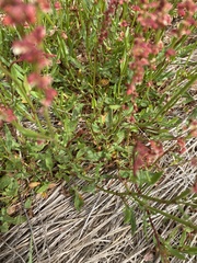 Rumex acetosella