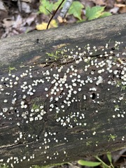 Helicogloea compressa