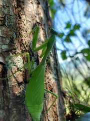 Stagmomantis limbata