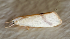 Notata modicus