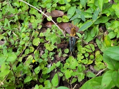 Taeniopoda tamaulipensis