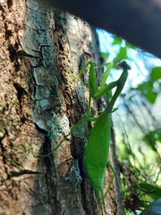 Stagmomantis limbata