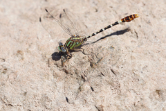 Erpetogomphus lampropeltis