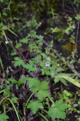 Geranium seemannii