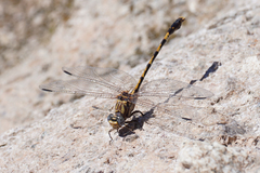 Progomphus borealis