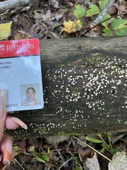 Helicogloea compressa