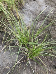 Carex exsiccata
