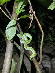 Tropidolaemus wagleri