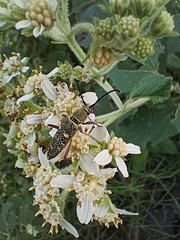 Ochraethes sulphurifer