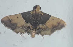 Pyralis pictalis