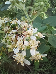 Ochraethes sulphurifer