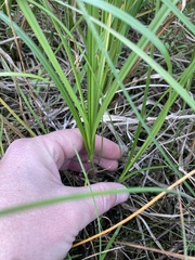 Carex exsiccata