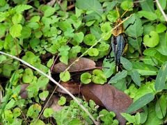 Taeniopoda tamaulipensis