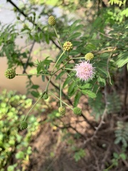 Mimosa pigra