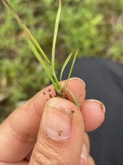 Microchloa kunthii
