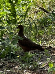 Macropygia phasianella