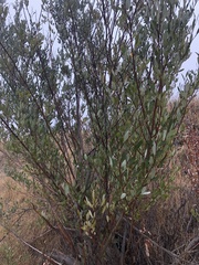 Salix laevigata