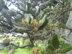 Beilschmiedia tarairi