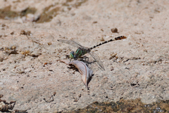 Erpetogomphus lampropeltis