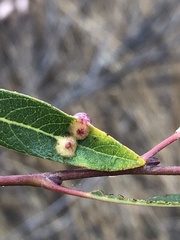 Salix laevigata