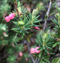 Brachyloma ericoides