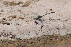 Erpetogomphus lampropeltis