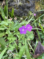 Geranium nepalense