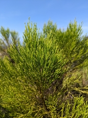 Baccharis sarothroides