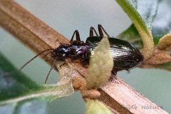 Platynina